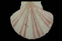 藏品(瑪卡莎海扇蛤)的圖片